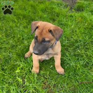 Duke, Belgian Malinois Puppy